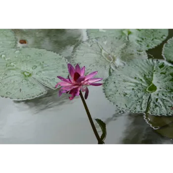 Pink Lotus Plant